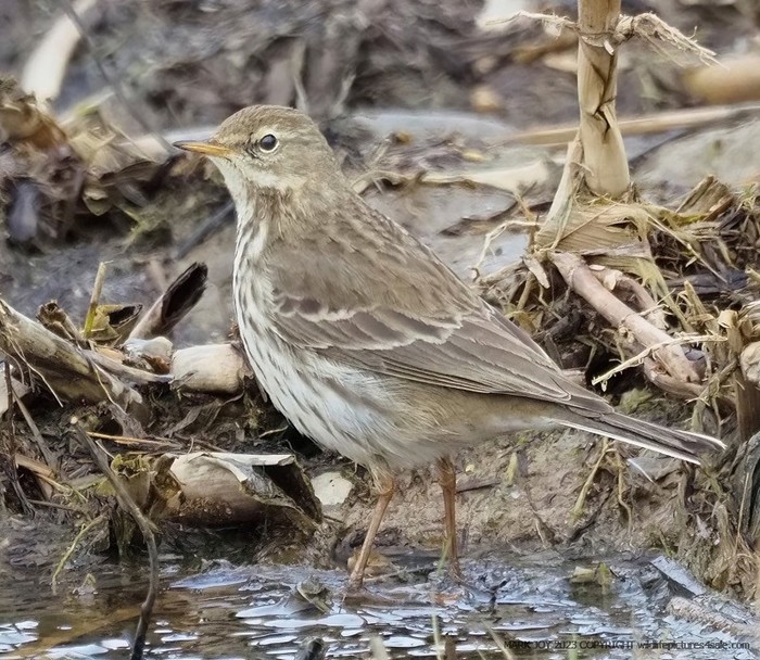 Water Pipit