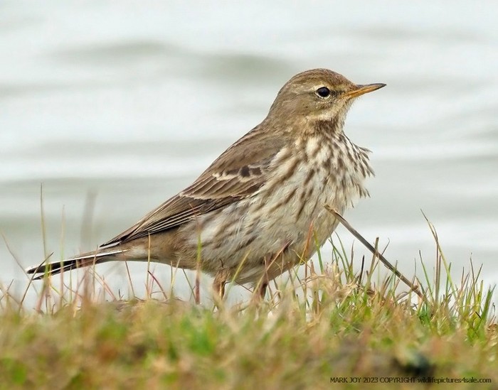 Water Pipit