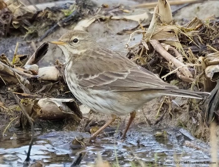 Water Pipit