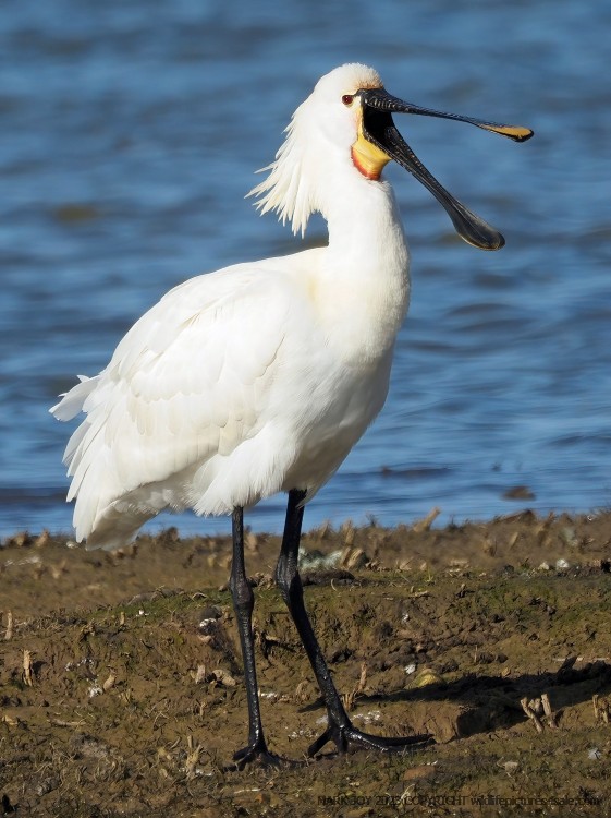 Spoonbill