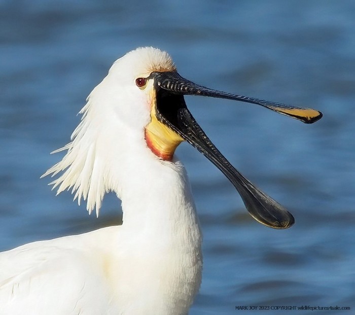 Spoonbill