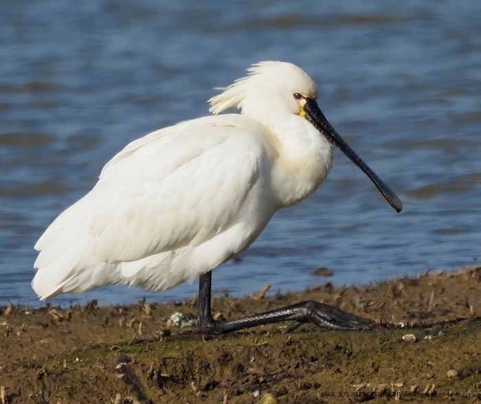 Spoonbill