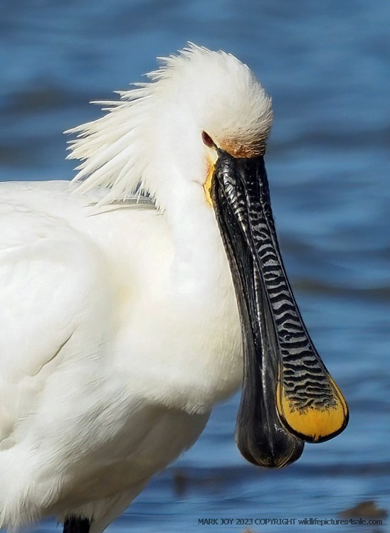 Spoonbill