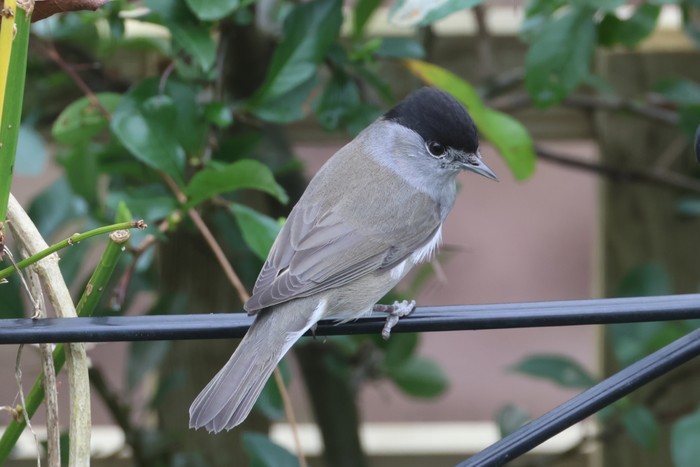 Blackcap