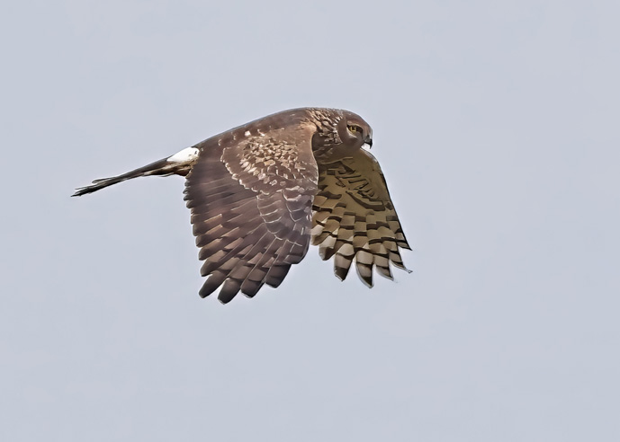 Hen Harrier