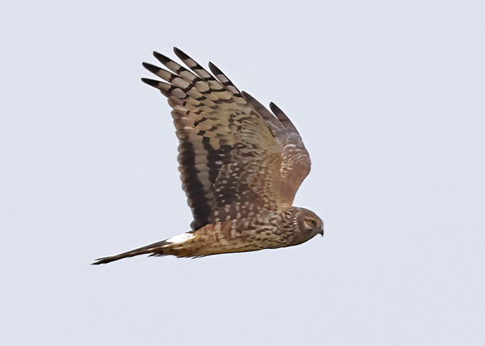 Hen Harrier