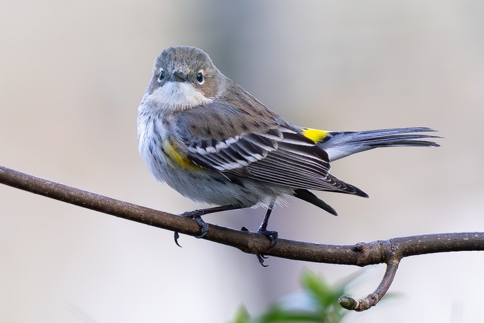 Myrtle Warbler