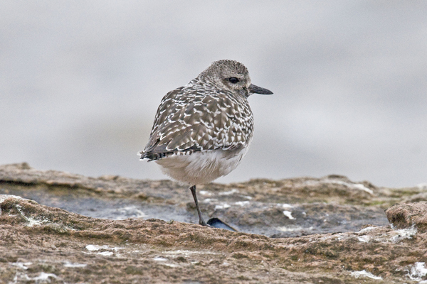 Grey Plover