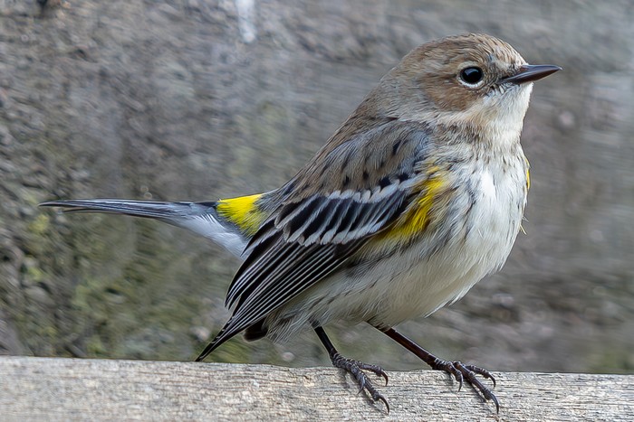 Myrtle Warbler