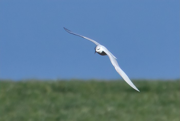 Gull-billed Tern