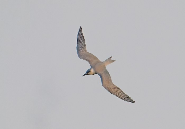 Gull-billed Tern