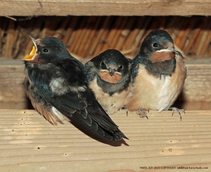 Swallow