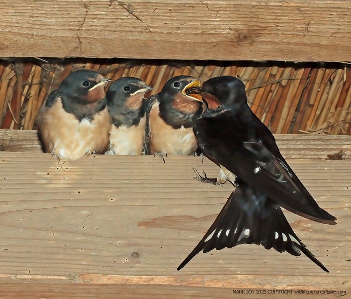 Swallow