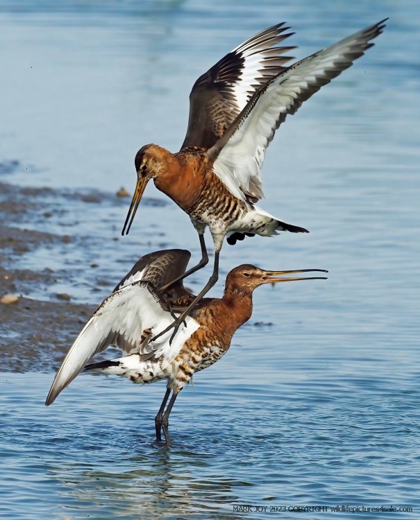 Black-tailed Godwit