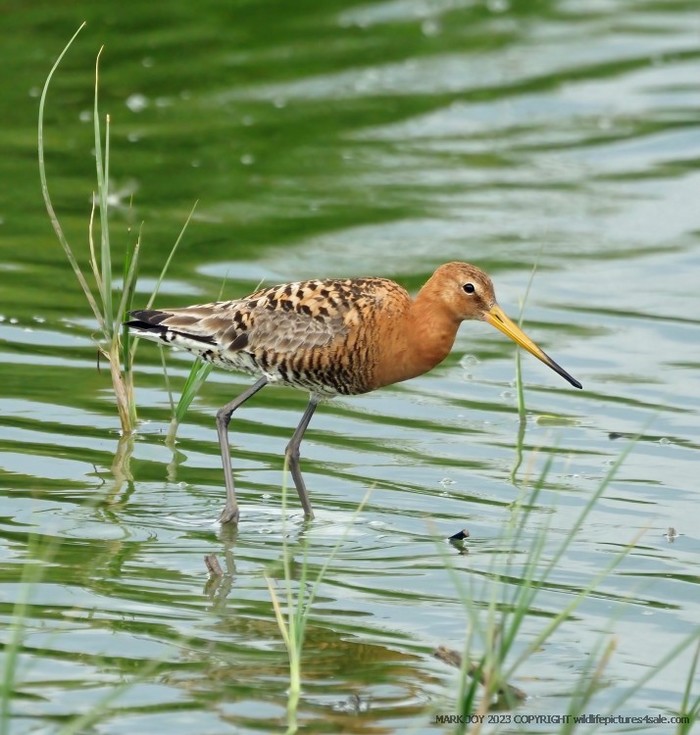 Black-tailed Godwit