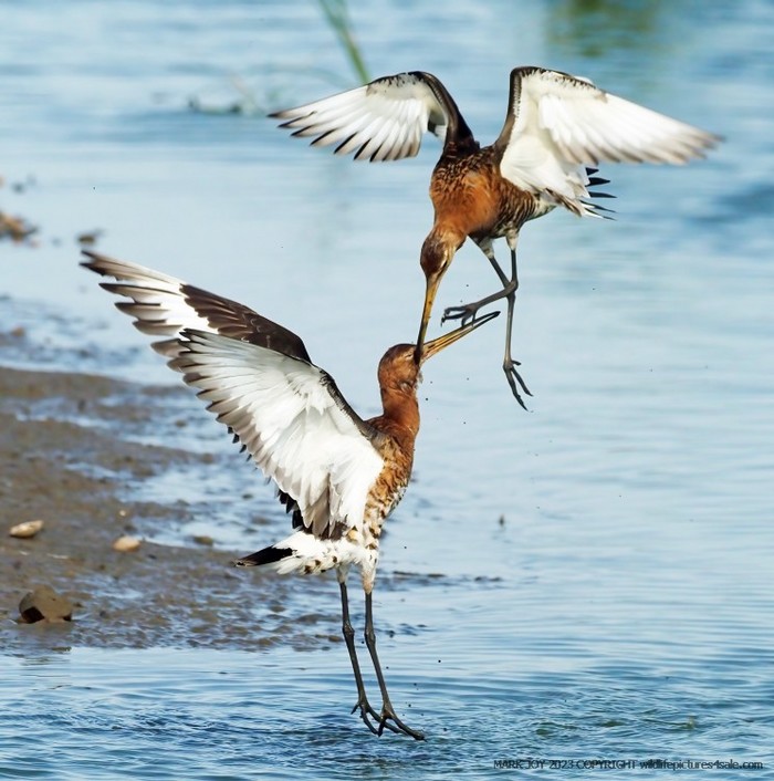 Black-tailed Godwit