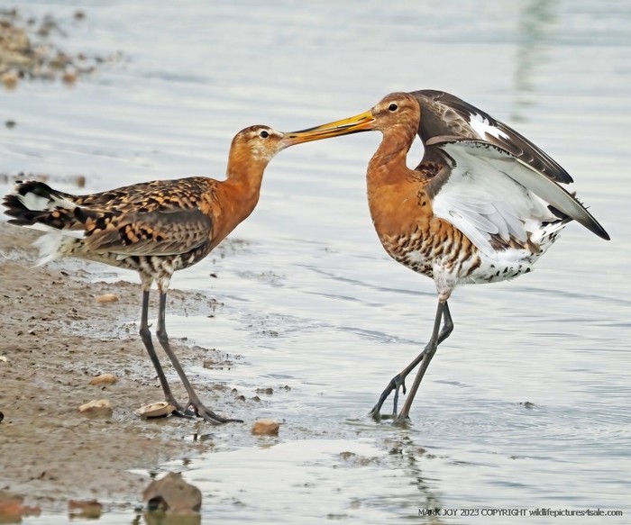 Black-tailed Godwit