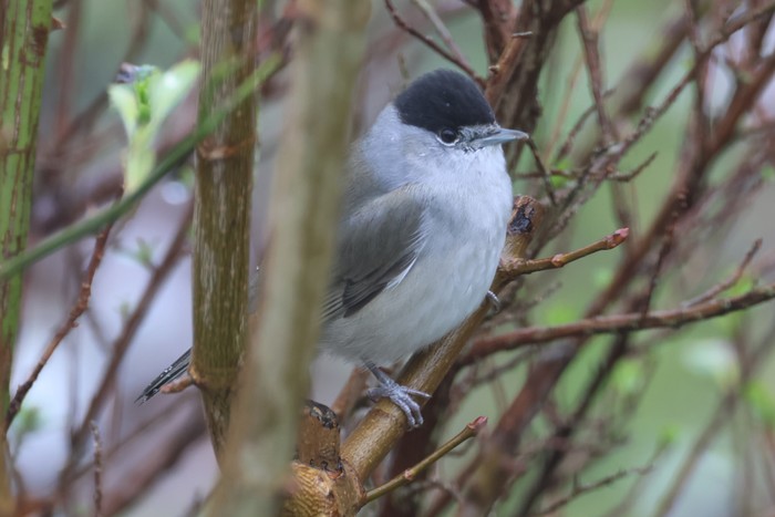 Blackcap