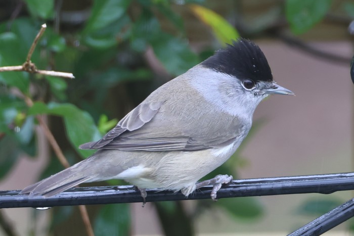 Blackcap