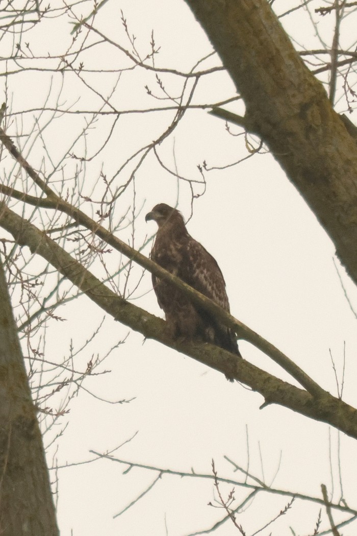 White-tailed Eagle