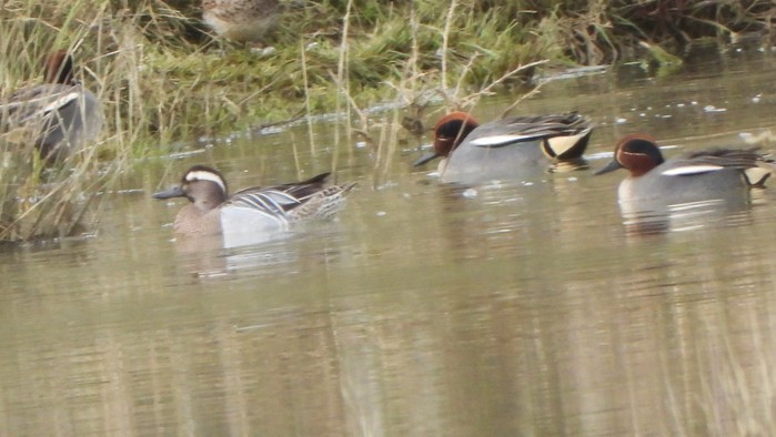 Garganey