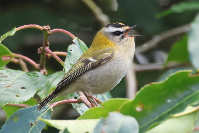 Firecrest