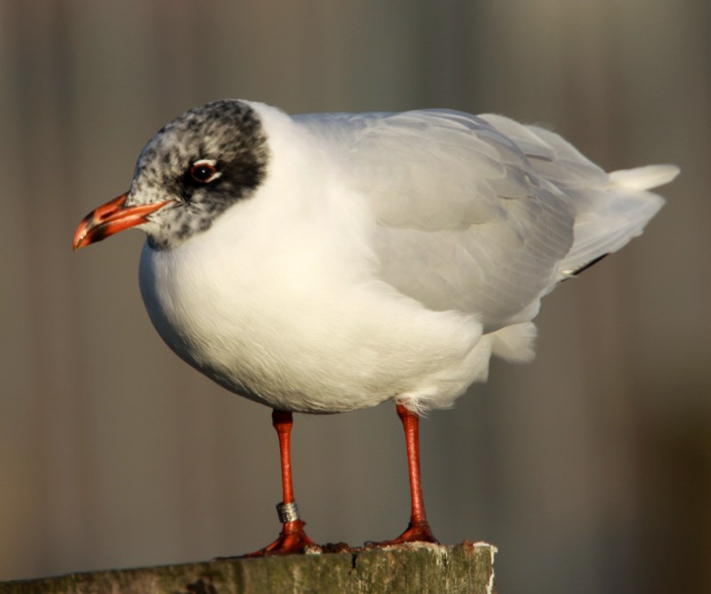 Mediterranean Gull