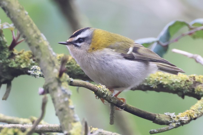 Firecrest