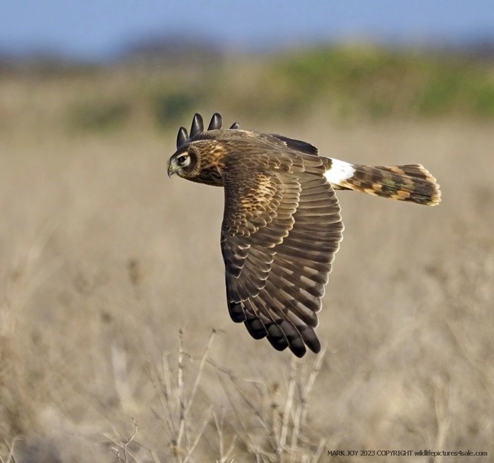 Hen Harrier
