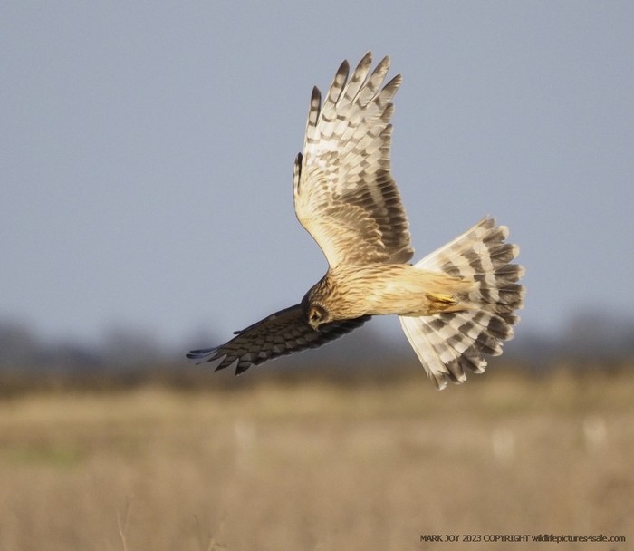 Hen Harrier