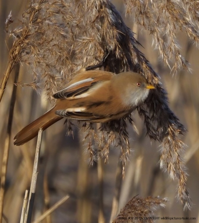 Bearded Tit
