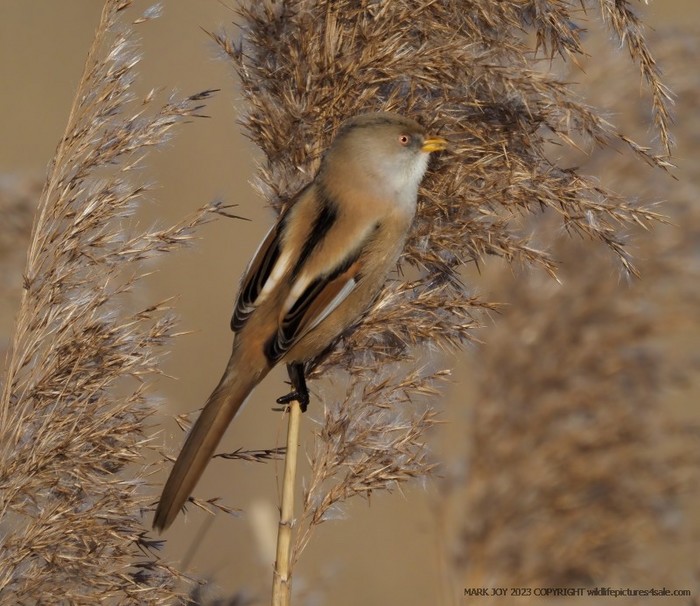Bearded Tit