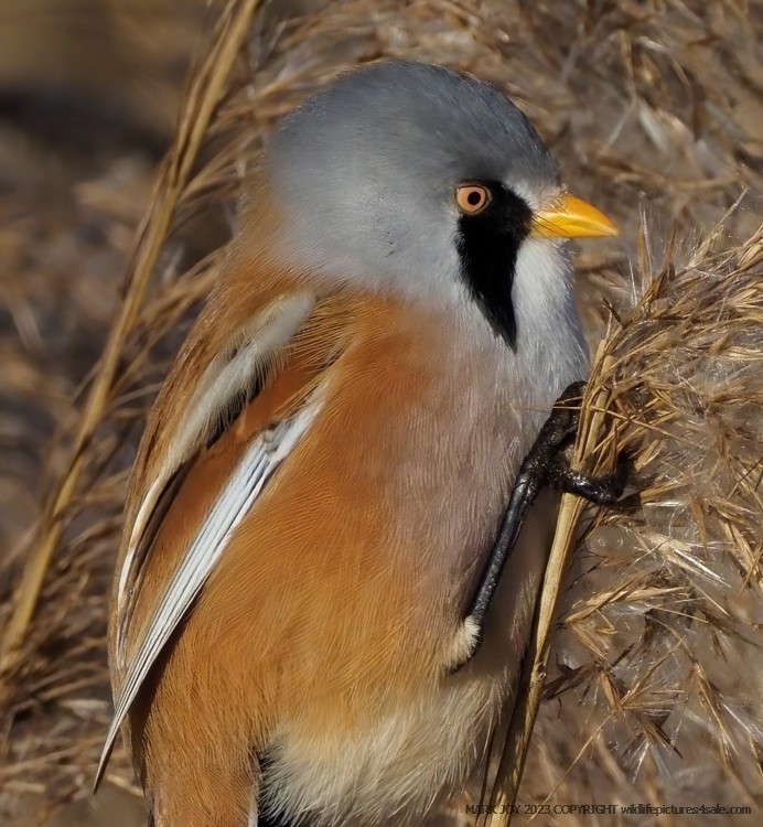 Bearded Tit