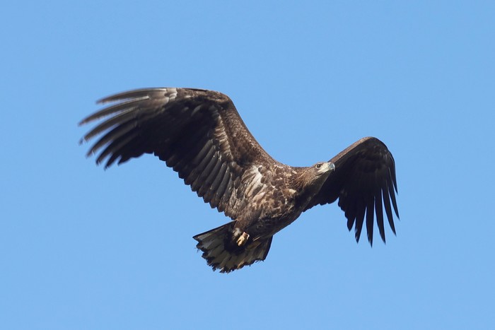White-tailed Eagle
