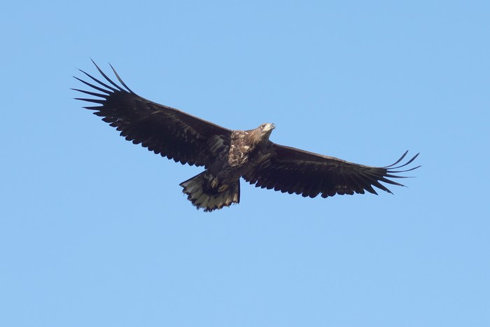 White-tailed Eagle