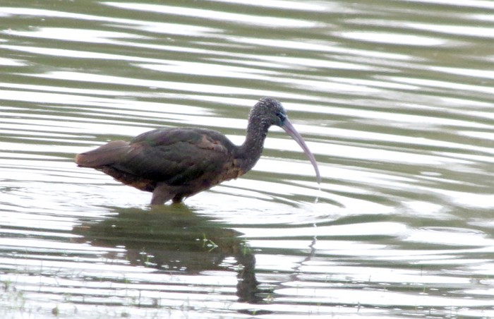 Glossy Ibis