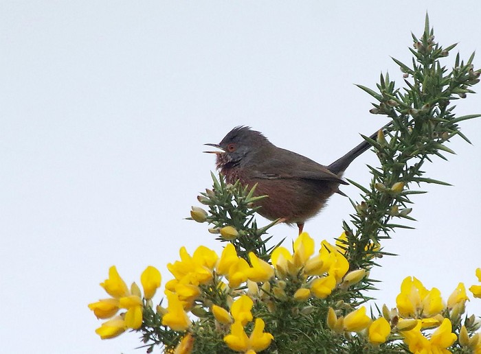 Dartford Warbler