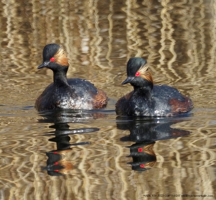 Black-necked Grebe
