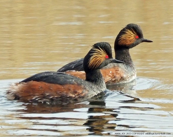 Black-necked Grebe