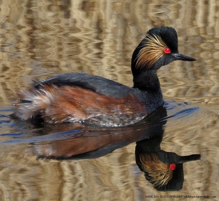 Black-necked Grebe