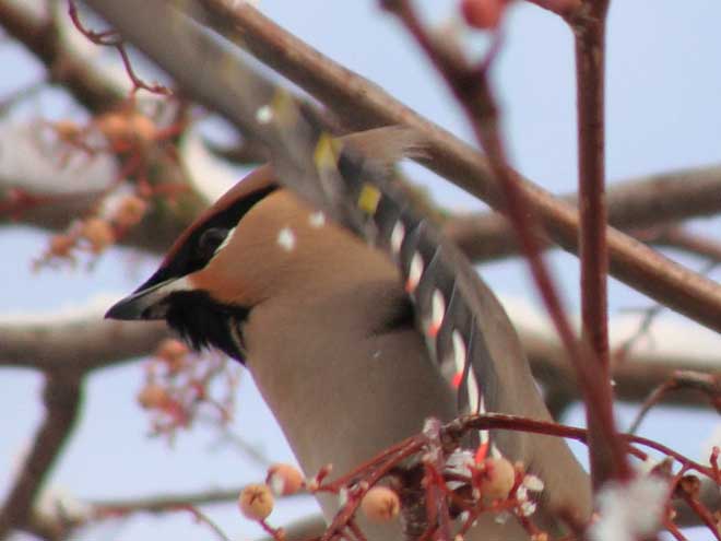 Waxwing