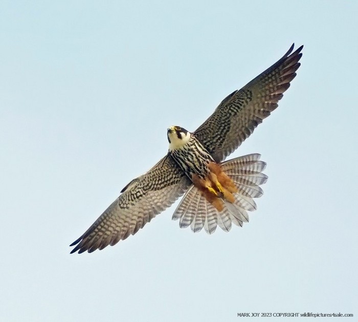 Hobby