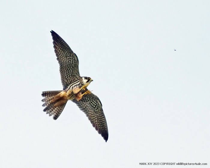 Hobby