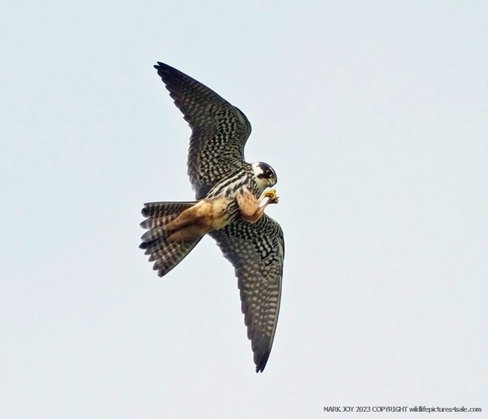 Hobby