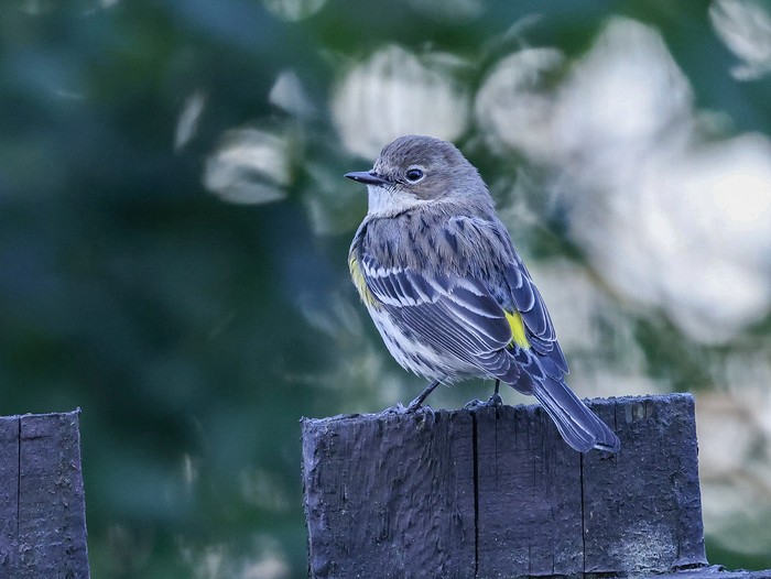 Myrtle Warbler
