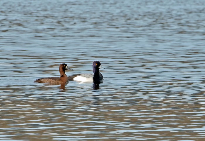 Lesser Scaup