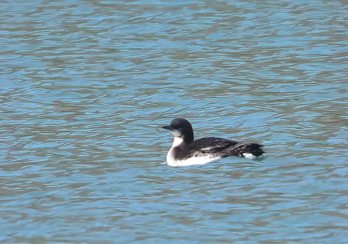 Pacific Diver
