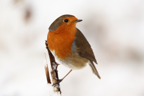 Robin