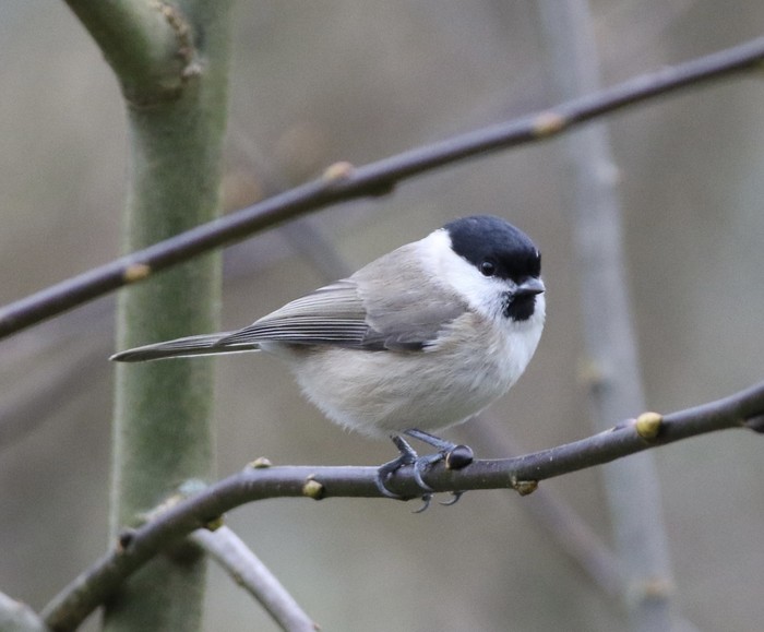 Marsh Tit