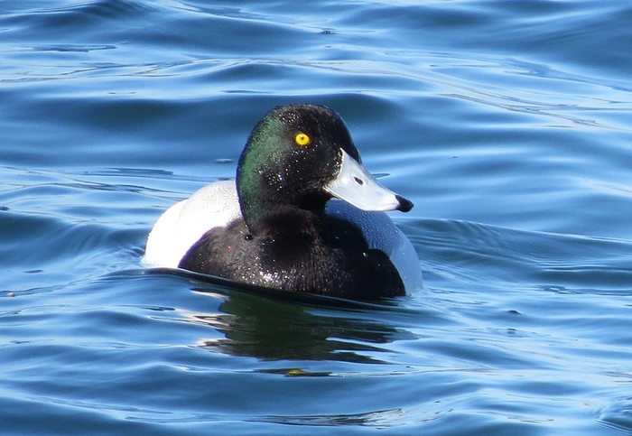 Scaup